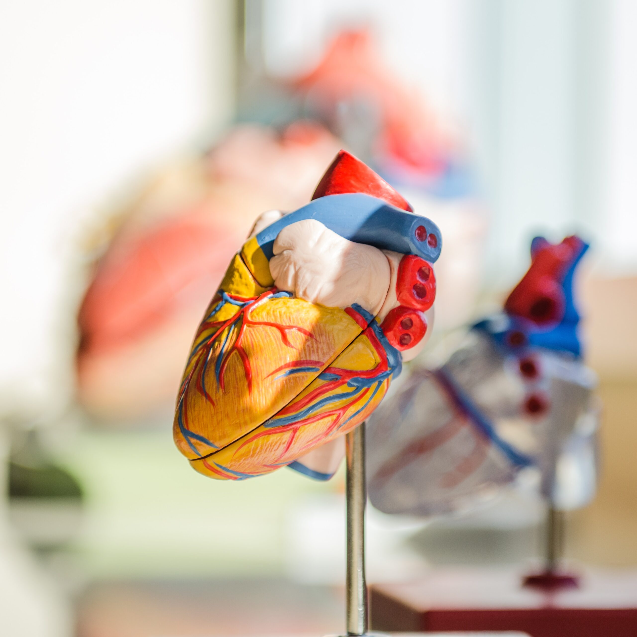 5 главных правил для здоровья сердца